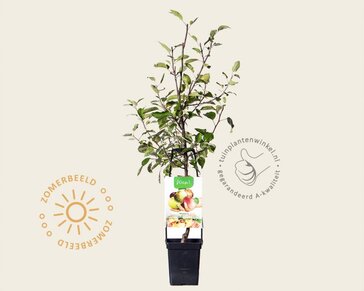 Malus domestica 'Familieboom'