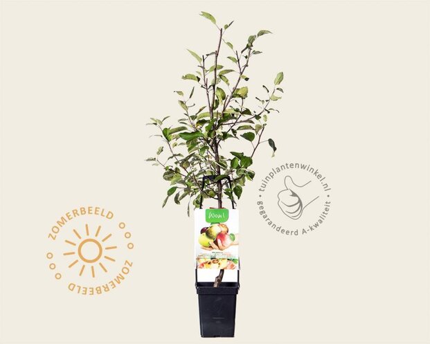 Malus domestica 'Familieboom'