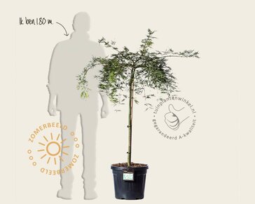 Acer palmatum 'Dissectum' - 80 cm stam