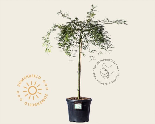 Acer palmatum 'Dissectum' - 80 cm stam