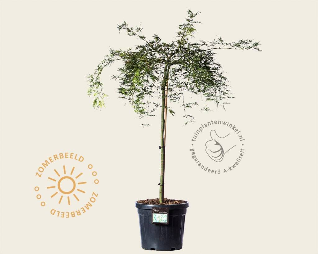 Negen kortademigheid echtgenoot Acer palmatum 'Dissectum' - 080 cm stam | Japanse esdoorn |  Tuinplantenwinkel.nl
