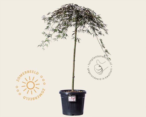 Acer palmatum 'Garnet' - 80 cm stam