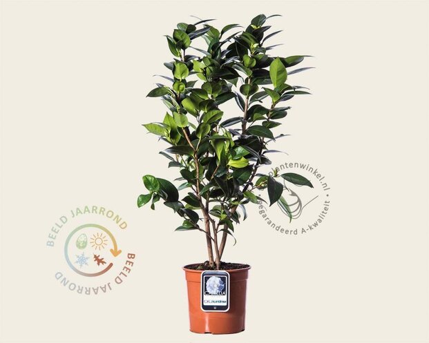 Camellia japonica 'Cream Puff'