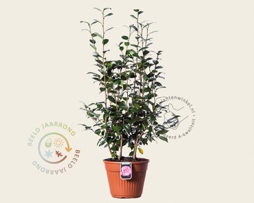 Camellia japonica 'Nuccio's Pearl'