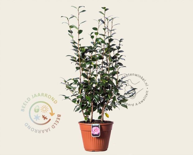 Camellia japonica 'Nuccio's Pearl'