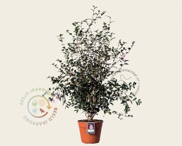 Camellia sasanqua 'Maiden's Blush'
