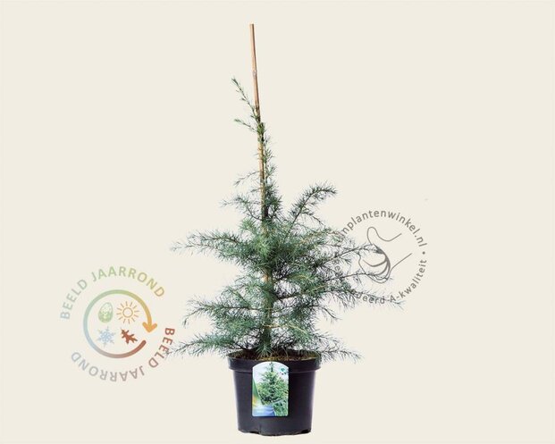 Cedrus deodara 60/80
