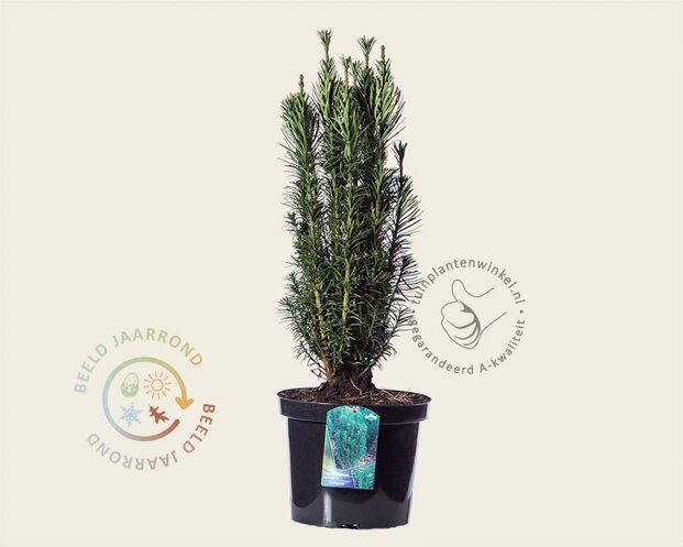 Cephalotaxus harringtonia 'Fastigiata'
