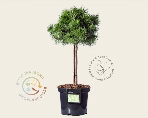 Pinus densiflora 'Jane Kluis' - 40 cm stam