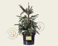 Picea abies 'Acrocona' - 040/050