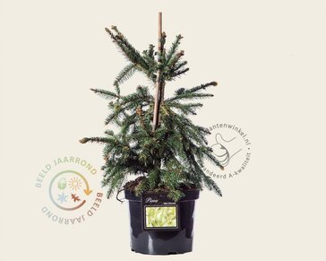 Picea abies 'Acrocona' - 40/50