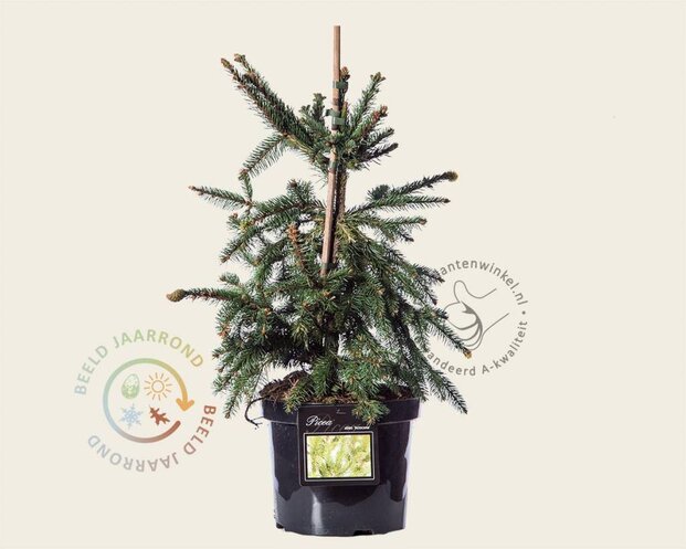 Picea abies 'Acrocona' - 40/50