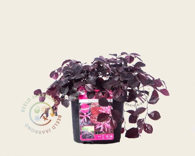 Loropetalum chinense 'Ruby Runner'