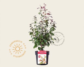 Parrotia persica 'Persian Spire' image