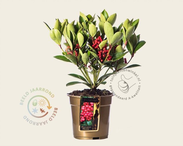 Skimmia japonica 'Obsession'