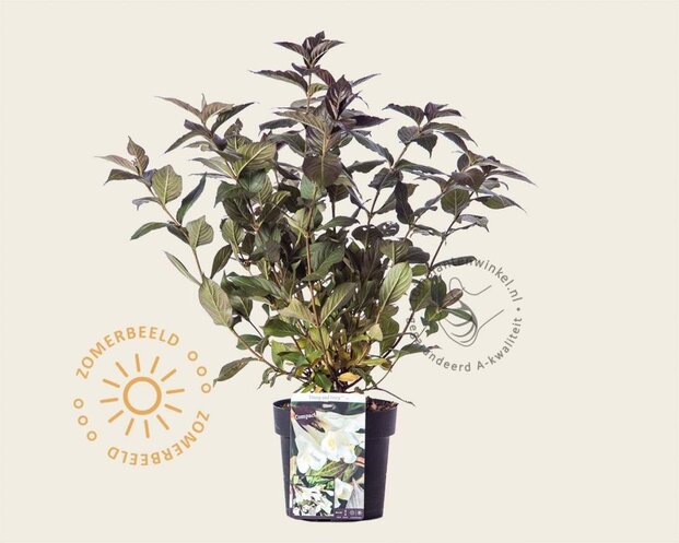 Weigela 'Ebony and Ivory'