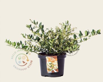 Gaulnettya wisleyensis 'Jingle Bells' image
