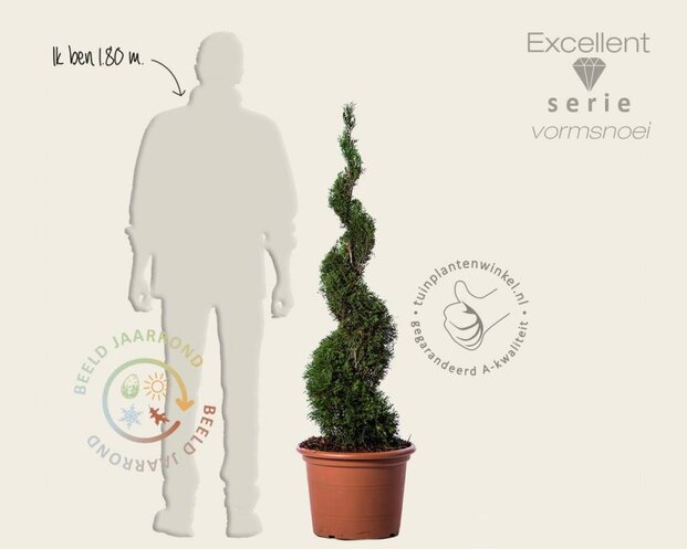 Thuja occidentalis 'Smaragd' - spiraal 100/120 cm