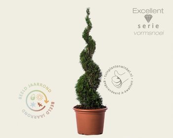 Thuja occidentalis 'Smaragd' - spiraal 100/120 cm