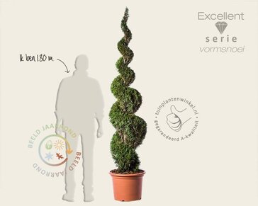 Thuja occidentalis 'Smaragd' - spiraal 200/220 cm