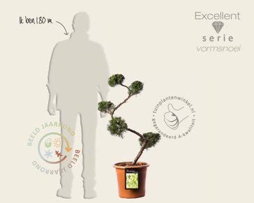 Juniperus chinensis 'Kaizuka' - bonsai - Excellent