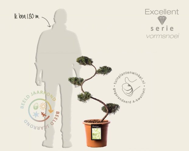 Juniperus virginiana 'Grey Owl' - bonsai- Excellent