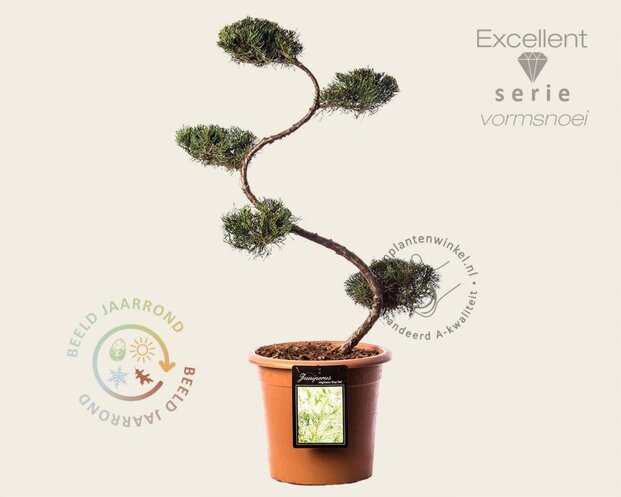 Juniperus virginiana 'Grey Owl' - bonsai- Excellent
