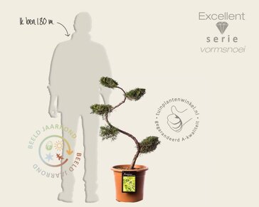 Juniperus media 'Pfitzeriana Aurea' - bonsai - Excellent