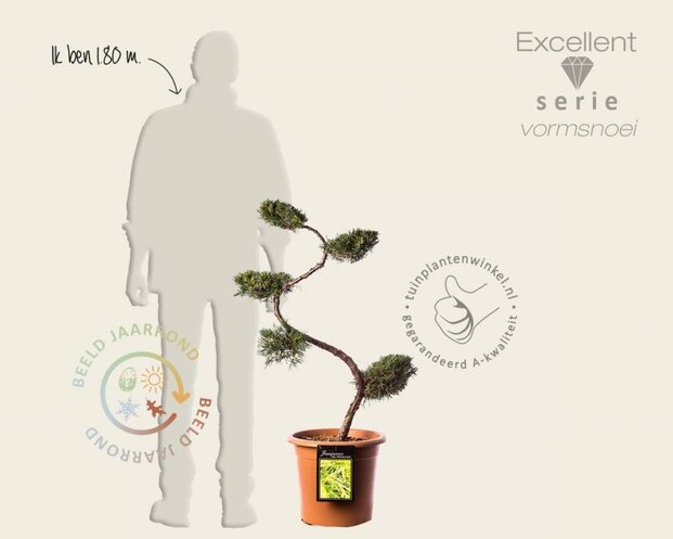 Juniperus media 'Pfitzeriana Aurea' - bonsai - Excellent