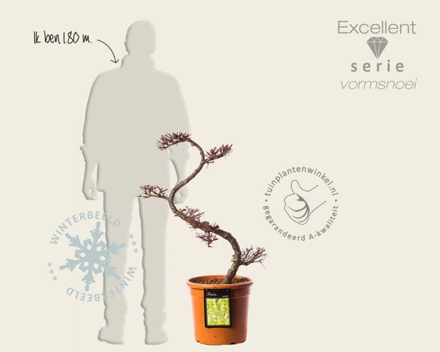 Larix kaempferi - bonsai - Excellent