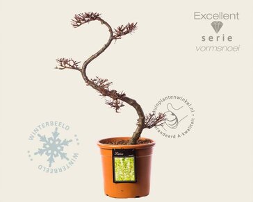 Larix kaempferi - bonsai - Excellent