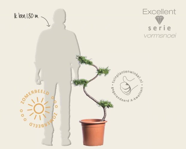 Larix kaempferi - bonsai - Excellent