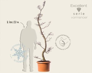 Nothofagus antarctica - bonsai - Excellent