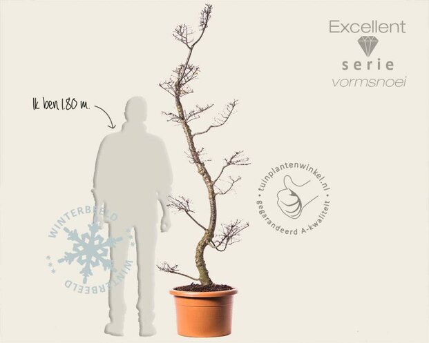 Nothofagus antarctica - bonsai - Excellent