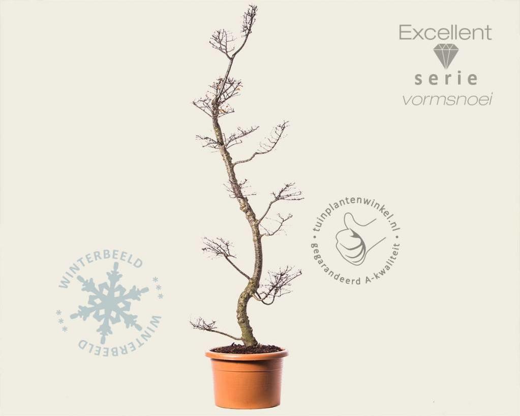 Nothofagus antarctica - bonsai - Excellent