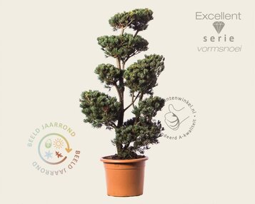 Pinus parviflora 'Ryu-ju' - bonsai - Excellent image