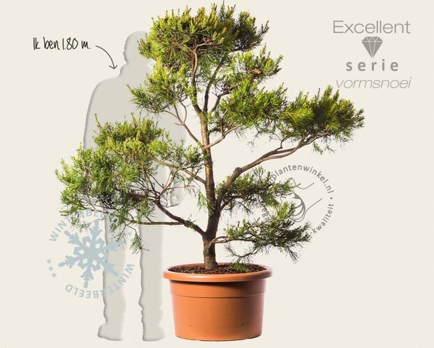 Pinus virginiana 'Water Gold' - bonsai - Excellent