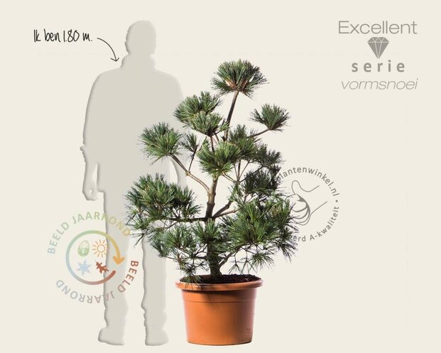 Pinus strobus 'Secrest' - bonsai - Excellent