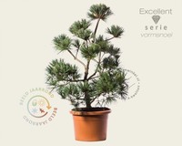 Pinus strobus 'Secrest' - bonsai - Excellent