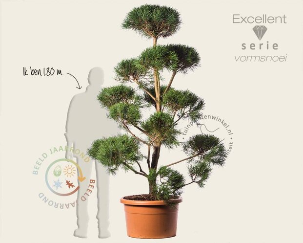 Pinus sylvestris - bonsai - Excellent