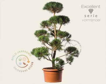 Pinus sylvestris - bonsai - Excellent