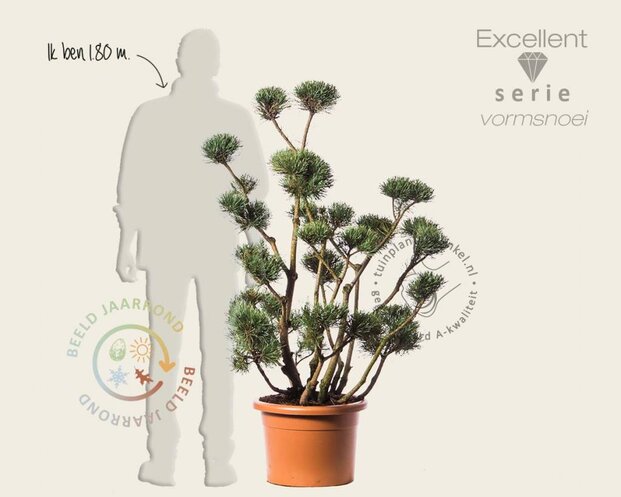 Pinus sylvestris 'Watereri' - bonsai - Excellent