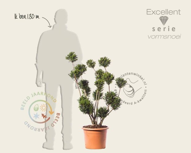 Taxus baccata 'Groenland' - bonsai - Excellent
