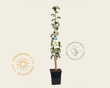 Pyrus 'Condo' - zuilvorm