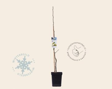 Pyrus 'Condo' - zuilvorm