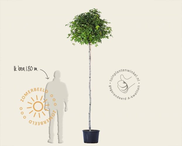 Liquidambar styraciflua 'Gum Ball' - 225 cm stam
