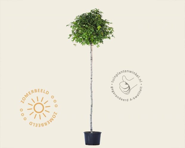 Liquidambar styraciflua 'Gum Ball' - 225 cm stam