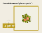Forsythia intermedia 'Week-End' -  ‘Courtalyn’ - XL