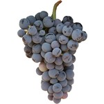 Cabernet franc