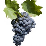 Grenache noir